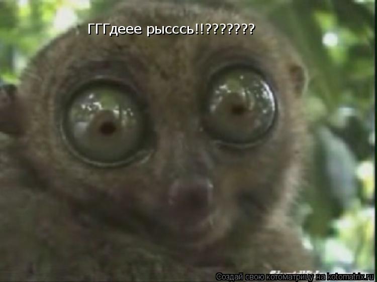 ГГГдеее рысссь!!???????... Котоматрица: ГГГдеее рысссь!!???????