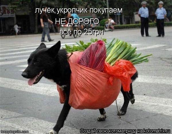 лучёк,укропчик покупаем НЕ ДОРОГО всё по 25грн... Котоматрица: лучёк,укропчик покупаем НЕ ДОРОГО всё по 25грн