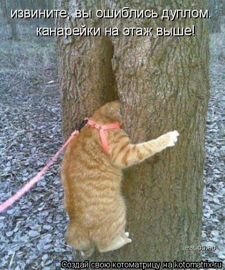 извините, вы ошиблись дуплом. канарейки на этаж выше!... Котоматрица: извините, вы ошиблись дуплом. канарейки на этаж выше!