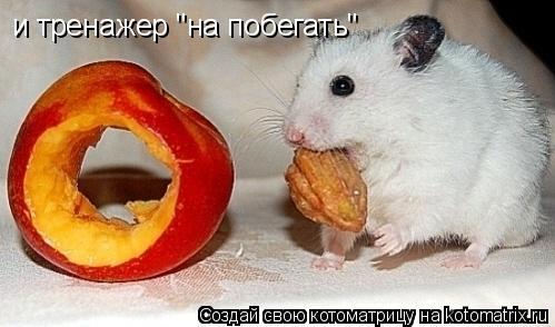 и тренажер "на побегать"... Котоматрица: и тренажер "на побегать"