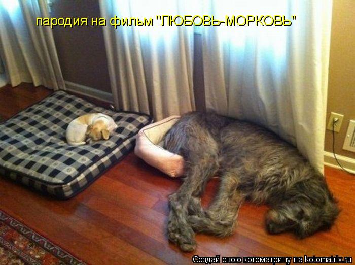 пародия на фильм "ЛЮБОВЬ-МОРКОВЬ"... Котоматрица: пародия на фильм "ЛЮБОВЬ-МОРКОВЬ"