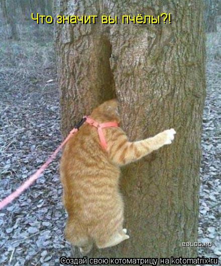 Что значит вы пчёлы?!... Котоматрица: Что значит вы пчёлы?!