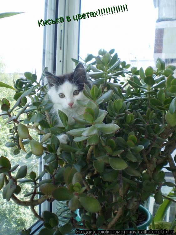 Киська в цветах!!!!!!!!!!!!... Котоматрица: Киська в цветах!!!!!!!!!!!!