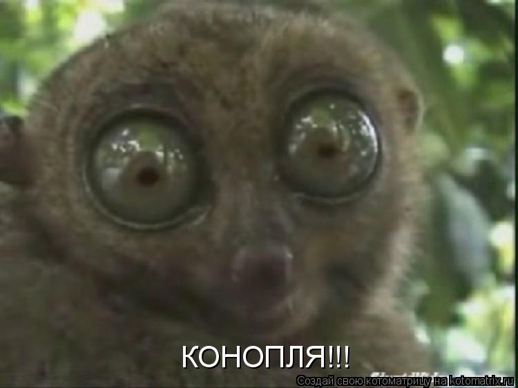 КОНОПЛЯ!!!... Котоматрица: КОНОПЛЯ!!!