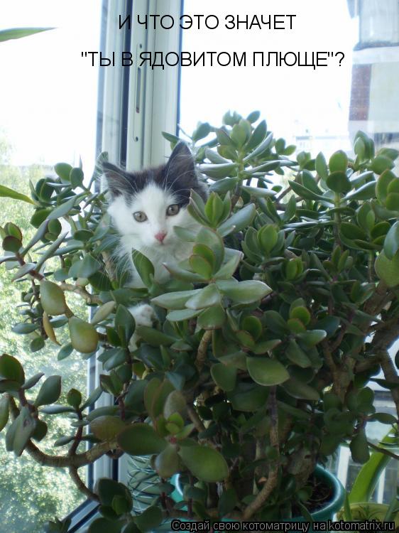 И ЧТО ЭТО ЗНАЧЕТ "ТЫ В ЯДОВИТОМ ПЛЮЩЕ"?... Котоматрица: И ЧТО ЭТО ЗНАЧЕТ "ТЫ В ЯДОВИТОМ ПЛЮЩЕ"?