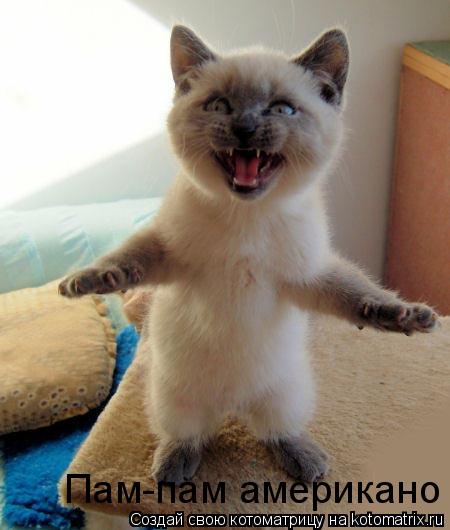 Пам-пам американо... Котоматрица: Пам-пам американо
