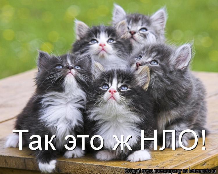 Так это ж НЛО!... Котоматрица: Так это ж НЛО!