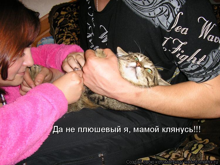 Да не плюшевый я, мамой клянусь!!!... Котоматрица: Да не плюшевый я, мамой клянусь!!!