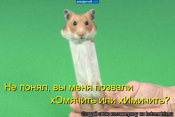 Не понял, вы меня позвали хОмячить или хИмичить?... Котоматрица: Не понял, вы меня позвали хОмячить или хИмичить?