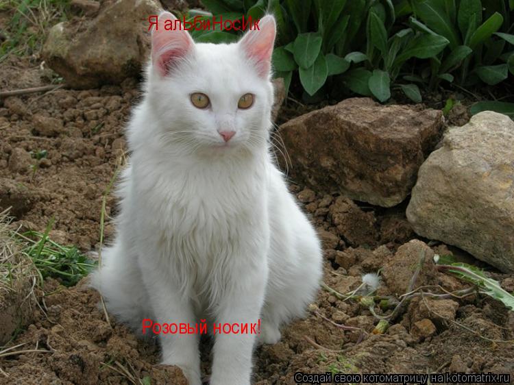 Я алЬбиНосИк Розовый носик!... Котоматрица: Я алЬбиНосИк Розовый носик!