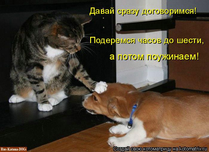 Давай сразу договоримся! Подеремся часов до шести, а потом поужинаем!... Котоматрица: Давай сразу договоримся! Подеремся часов до шести, а потом поужинаем!
