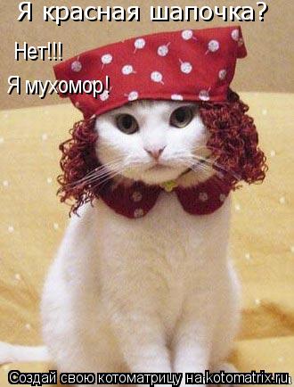 Я красная шапочка? Нет!!! Я мухомор!... Котоматрица: Я красная шапочка? Нет!!! Я мухомор!