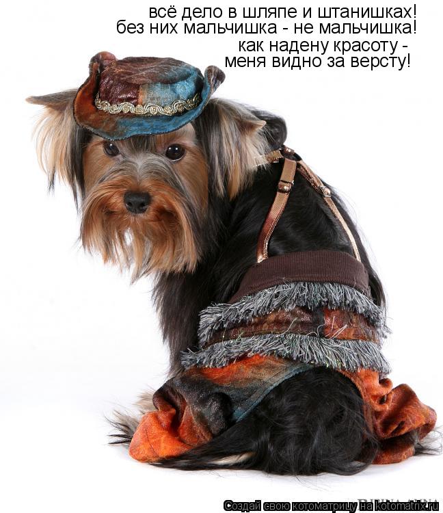 всё дело в шляпе и штанишках! без них мальчишка - не мальчишка! как надену красоту - меня видно за ве... Котоматрица: всё дело в шляпе и штанишках! без них мальчишка - не мальчишка! как надену красоту - меня видно за версту!