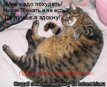 Мне надо похудеть! Но как?Лежать и не есть? Да лучше я здохну! Прямо сейчас сново набираю вес!... Котоматрица: Мне надо похудеть! Но как?Лежать и не есть? Да лучше я здохну! Прямо сейчас сново набираю вес!