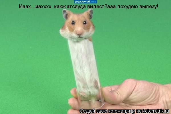 Иаах...иахххх..какж атсиуда вилест?ааа похудею вылезу!... Котоматрица: Иаах...иахххх..какж атсиуда вилест?ааа похудею вылезу!