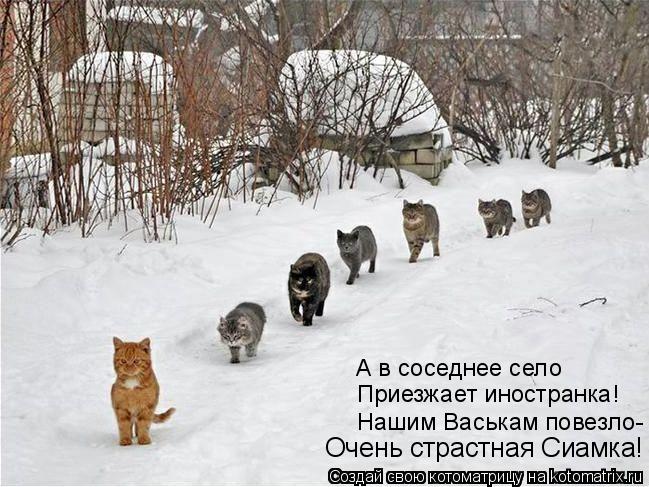 Приезжает иностранка! А в соседнее село Нашим Васькам повезло- Очень страстная Сиамка!... Котоматрица: Приезжает иностранка! А в соседнее село Нашим Васькам повезло- Очень страстная Сиамка!