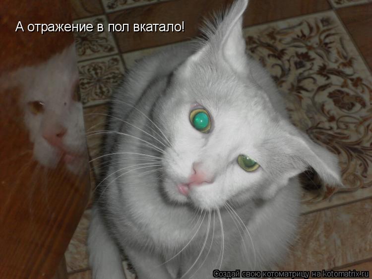 А отражение в пол вкатало!... Котоматрица: А отражение в пол вкатало!