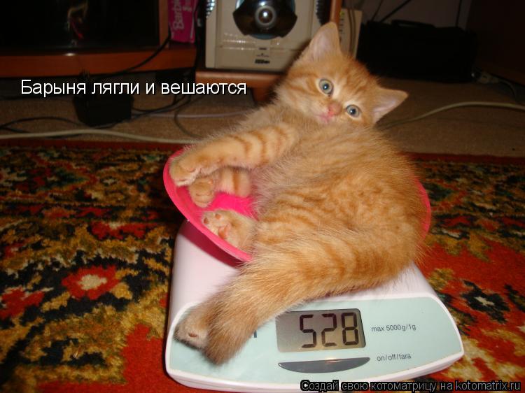 Барыня лягли и вешаются... Котоматрица: Барыня лягли и вешаются