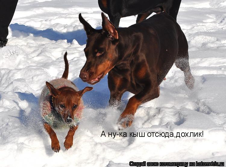 А ну-ка кыш отсюда,дохлик!... Котоматрица: А ну-ка кыш отсюда,дохлик!
