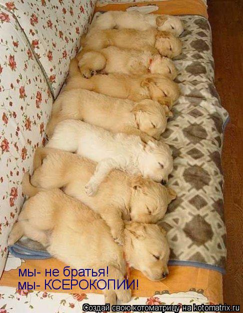 мы- не братья! мы- КСЕРОКОПИИ!... Котоматрица: мы- не братья! мы- КСЕРОКОПИИ!