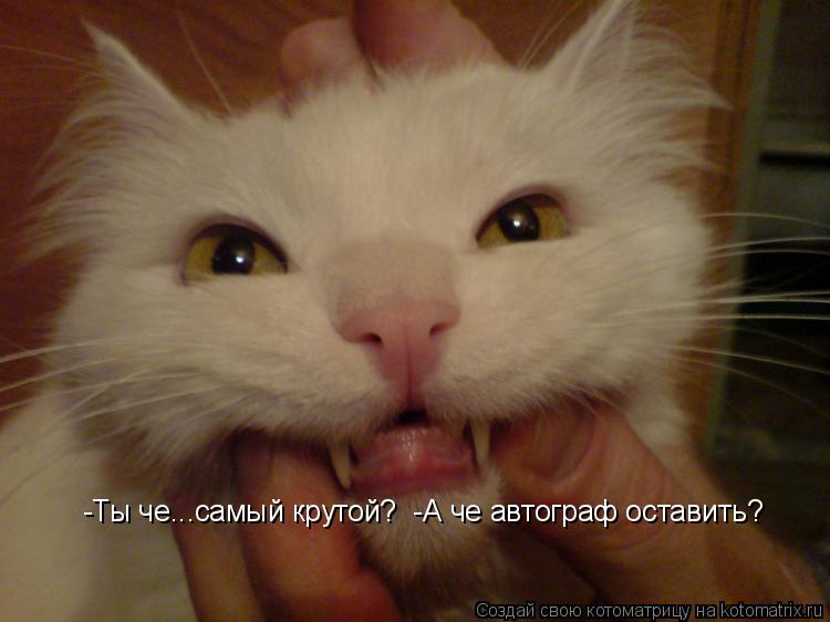 -Ты че...самый крутой? -А че автограф оставить?... Котоматрица: -Ты че...самый крутой? -А че автограф оставить?