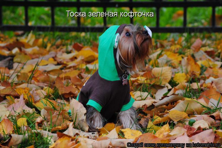 Тоска зеленая кофточка... Котоматрица: Тоска зеленая кофточка