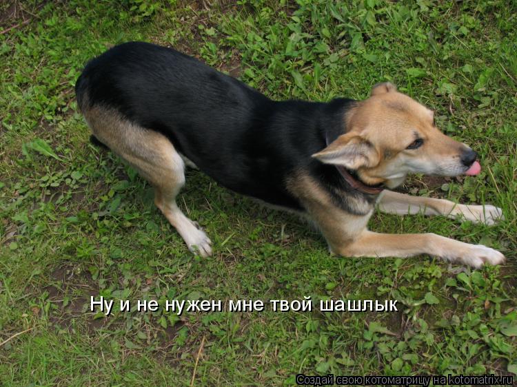 Ну и не нужен мне твой шашлык... Котоматрица: Ну и не нужен мне твой шашлык