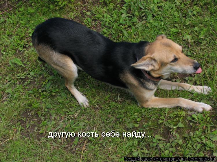 другую кость себе найду...... Котоматрица: другую кость себе найду...