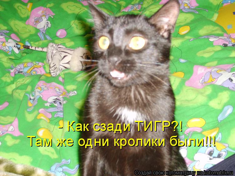 - Как сзади ТИГР?! Там же одни кролики были!!!... Котоматрица: - Как сзади ТИГР?! Там же одни кролики были!!!