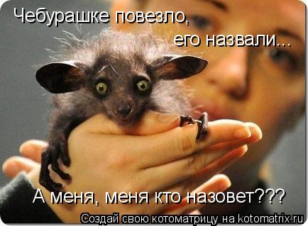 Чебурашке повезло, его назвали... А меня, меня кто назовет???... Котоматрица: Чебурашке повезло, его назвали... А меня, меня кто назовет???