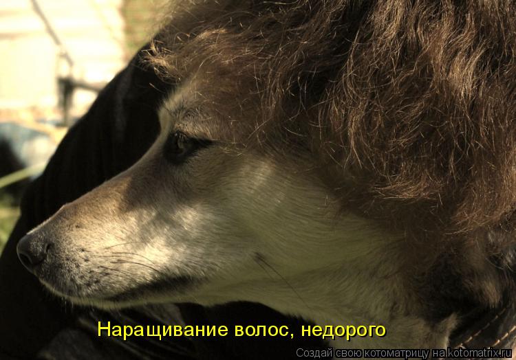 Наращивание волос, недорого... Котоматрица: Наращивание волос, недорого