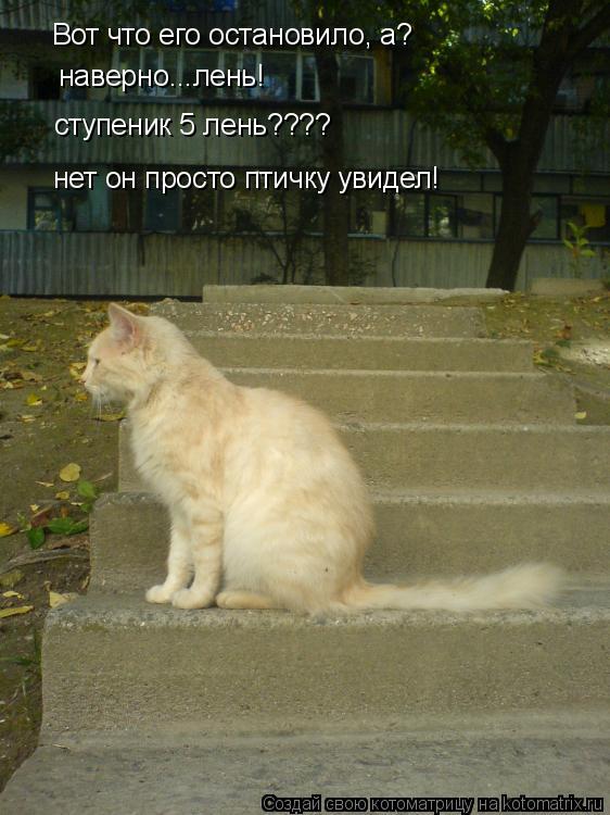 Котоматрица: Вот что его остановило, а? наверно...лень! ступеник 5 лень???? нет он просто птичку увидел!