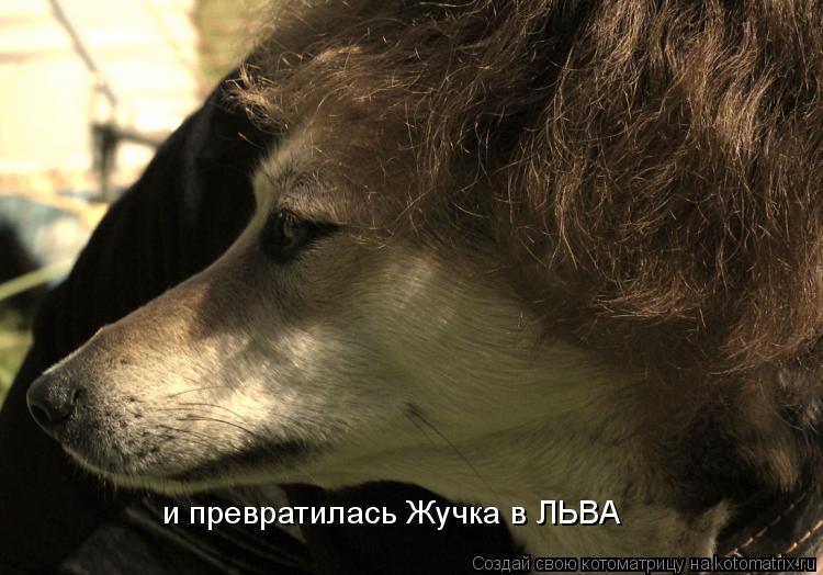 и превратилась Жучка в ЛЬВА... Котоматрица: и превратилась Жучка в ЛЬВА