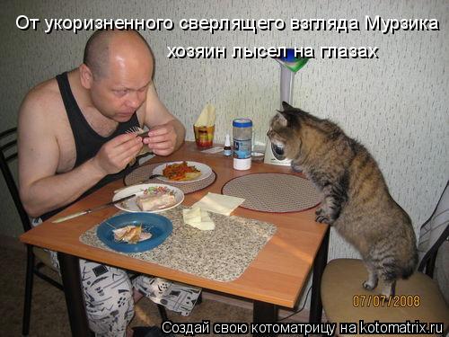От укоризненного сверлящего взгляда Мурзика хозяин лысел на глазах... Котоматрица: От укоризненного сверлящего взгляда Мурзика хозяин лысел на глазах