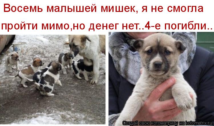 Восемь малышей мишек, я не смогла пройти мимо,но денег нет..4-е погибли..... Котоматрица: Восемь малышей мишек, я не смогла пройти мимо,но денег нет..4-е погибли..