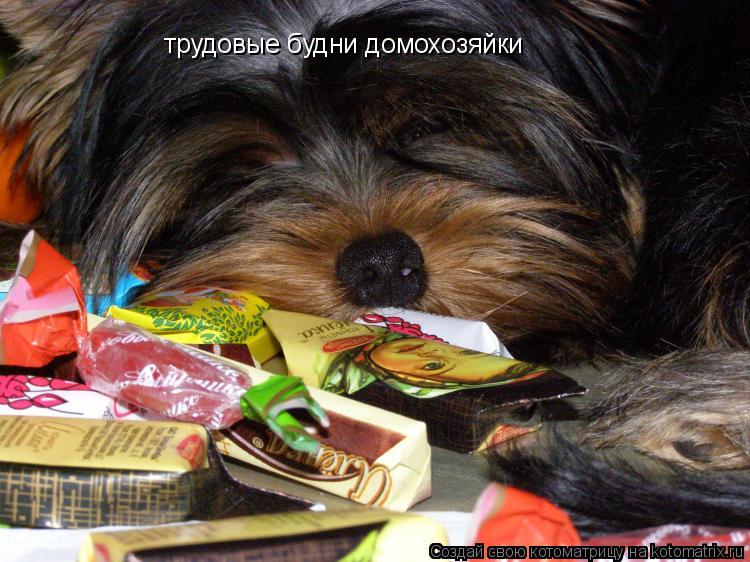 трудовые будни домохозяйки... Котоматрица: трудовые будни домохозяйки