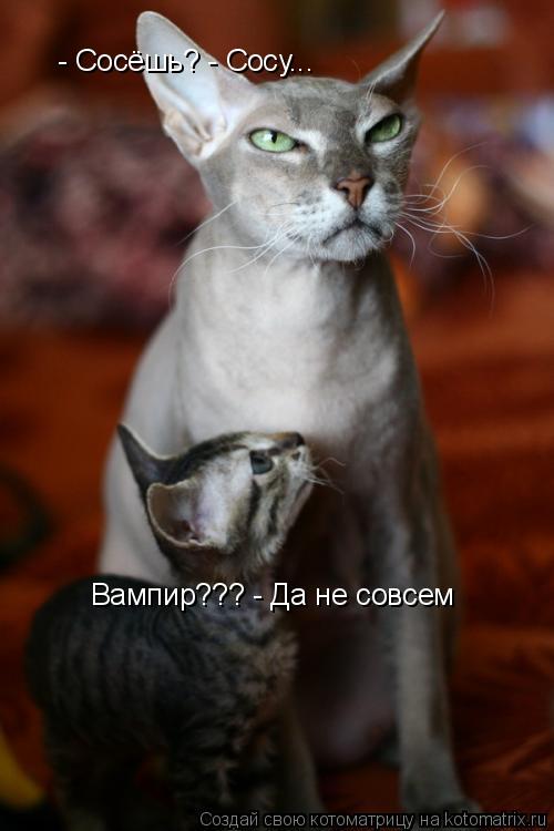 - Сосёшь? - Сосу... Вампир??? - Да не совсем... Котоматрица: - Сосёшь? - Сосу... Вампир??? - Да не совсем