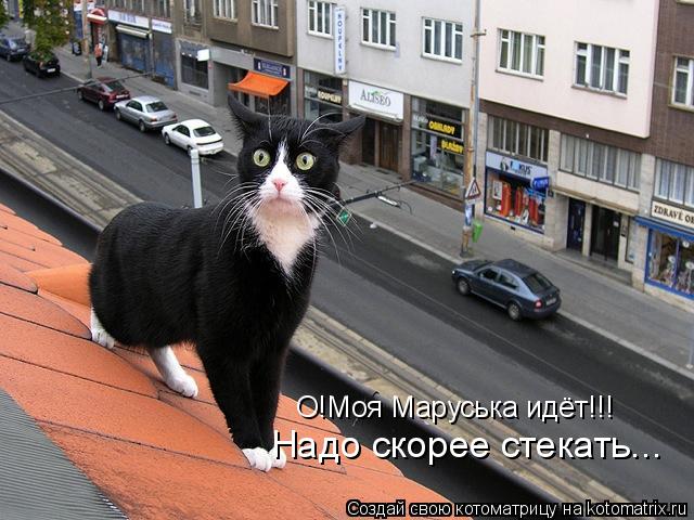 Надо скорее стекать... О!Моя Маруська идёт!!!... Котоматрица: Надо скорее стекать... О!Моя Маруська идёт!!!