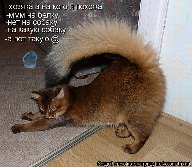 -хозяка а на кого я похожа -ммм на белку -нет на собаку -на какую собаку -а вот такую @... Котоматрица: -хозяка а на кого я похожа -ммм на белку -нет на собаку -на какую собаку -а вот такую @
