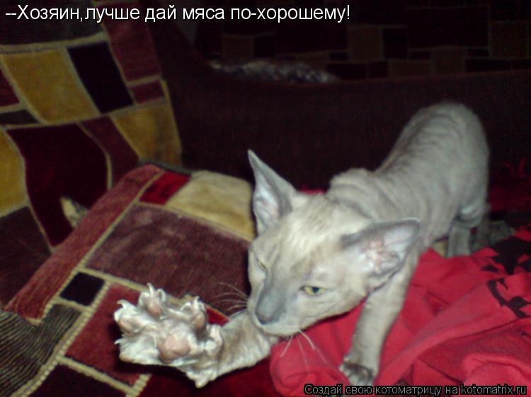 --Хозяин,лучше дай мяса по-хорошему!... Котоматрица: --Хозяин,лучше дай мяса по-хорошему!