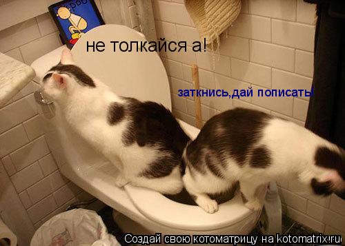 не толкайся а! заткнись,дай пописать!... Котоматрица: не толкайся а! заткнись,дай пописать!