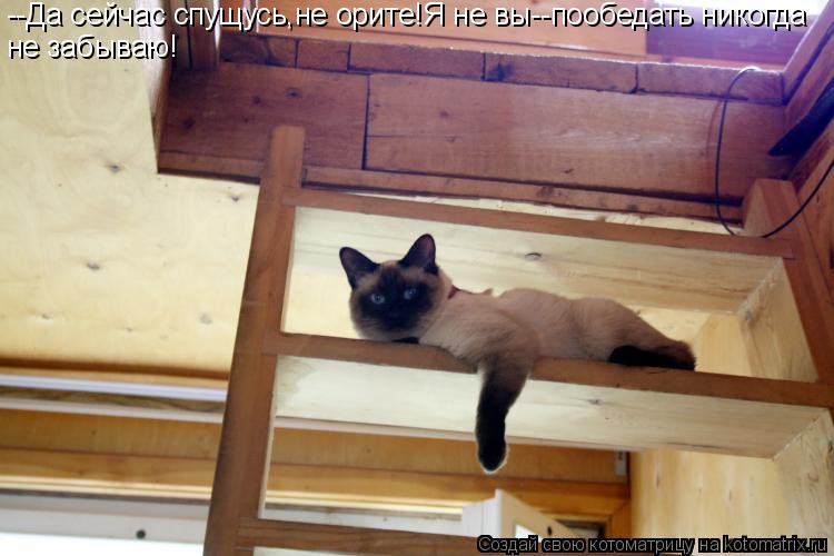 --Да сейчас спущусь,не орите!Я не вы--пообедать никогда не забываю!... Котоматрица: --Да сейчас спущусь,не орите!Я не вы--пообедать никогда не забываю!