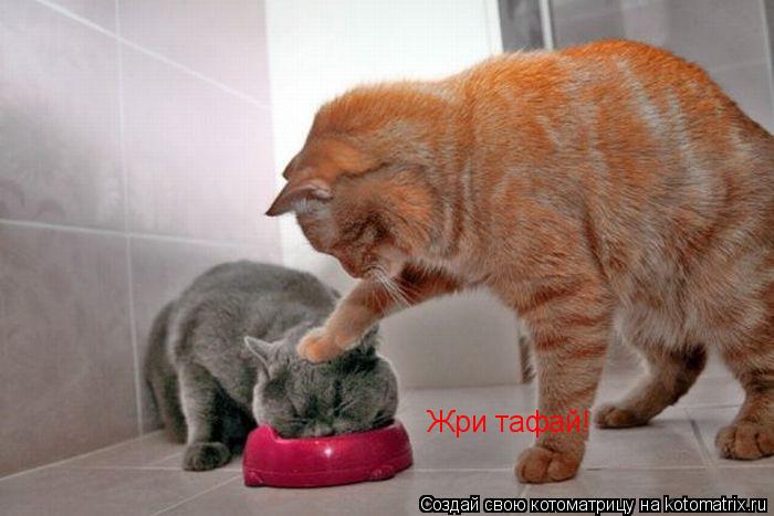 Жри тафай!... Котоматрица: Жри тафай!