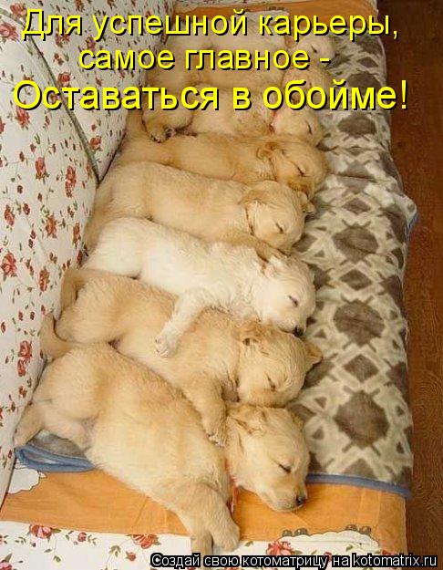 Для успешной карьеры, самое главное - Оставаться в обойме!... Котоматрица: Для успешной карьеры, самое главное - Оставаться в обойме!