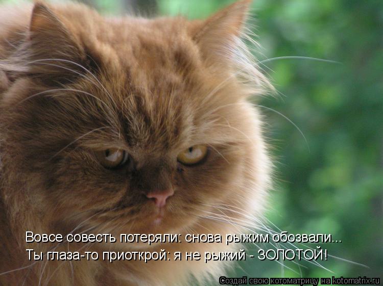 Ты глаза-то приоткрой: я не рыжий - ЗОЛОТОЙ! Вовсе совесть потеряли: снова рыжим обозвали...... Котоматрица: Ты глаза-то приоткрой: я не рыжий - ЗОЛОТОЙ! Вовсе совесть потеряли: снова рыжим обозвали...
