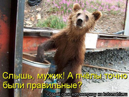 Слышь, мужик! А пчёлы точно были правильные?... Котоматрица: Слышь, мужик! А пчёлы точно были правильные?