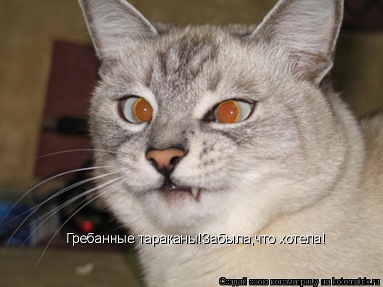 Гребанные тараканы!Забыла,что хотела!... Котоматрица: Гребанные тараканы!Забыла,что хотела!