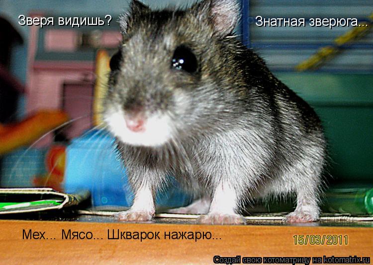 Зверя видишь? Знатная зверюга... Мех... Мясо... Шкварок нажарю...... Котоматрица: Зверя видишь? Знатная зверюга... Мех... Мясо... Шкварок нажарю...