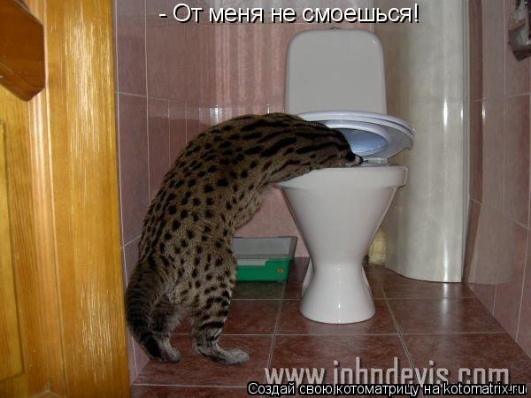 - От меня не смоешься!... Котоматрица: - От меня не смоешься!