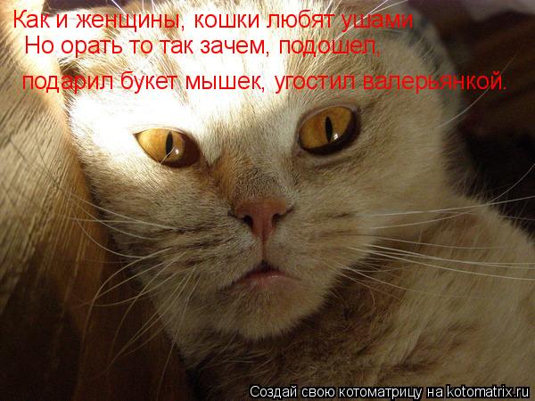 Котоматрица: Как и женщины, кошки любят ушами  Но орать то так зачем, подошел,  подарил букет мышек, угостил валерьянкой…